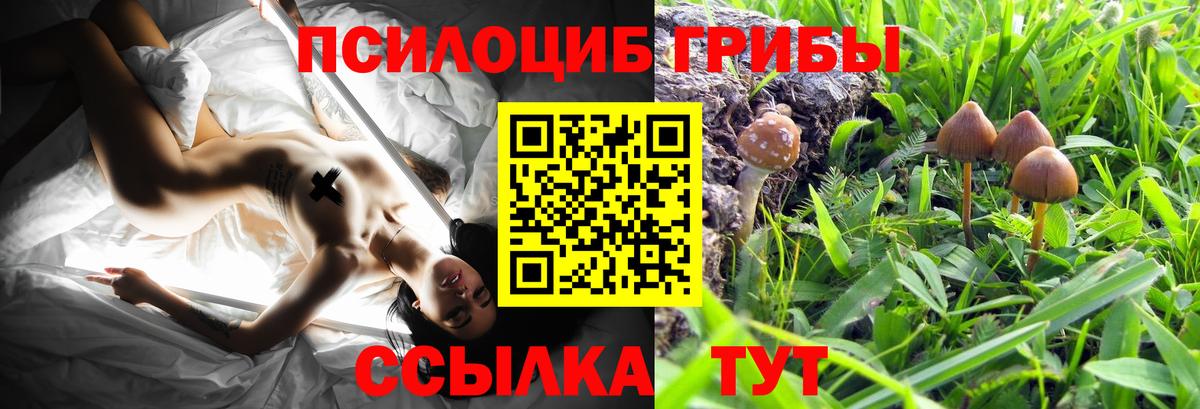 Псилоцибиновые грибы Psilocybe Кондопога